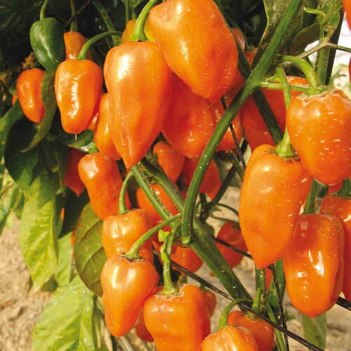 25 graines de piment habanero orange