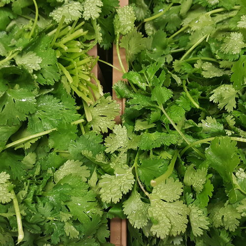 50 graines de coriandre marocaine coriandrum sativum persil arabe herbe aromatique