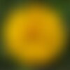 10 graines de cosmos sulfhureus ladybird yellow, cosmos sulfureux