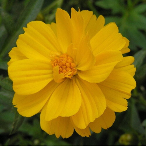 10 graines de cosmos sulfhureus ladybird yellow, cosmos sulfureux