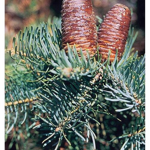 7 graines de sapin du colorado, abies concolor