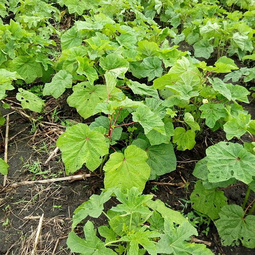 10 graines de gombo, abelmoschus esculentus