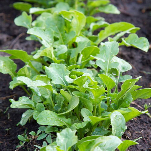 50 graines de eruca sativa, roquette des jardins