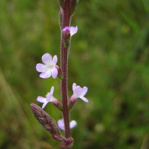 50 graines de verveine officinale, verbena officinalis, verveine sauvage, herbe sacrée, veine de vénus, herbe aux sorcières