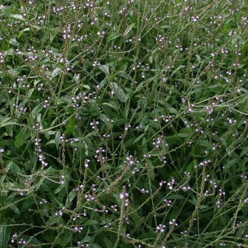 50 graines de verveine officinale, verbena officinalis, verveine — free download