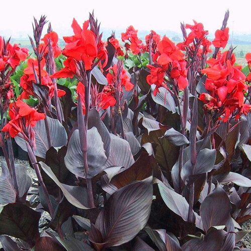 3 graines de canna, canna indica