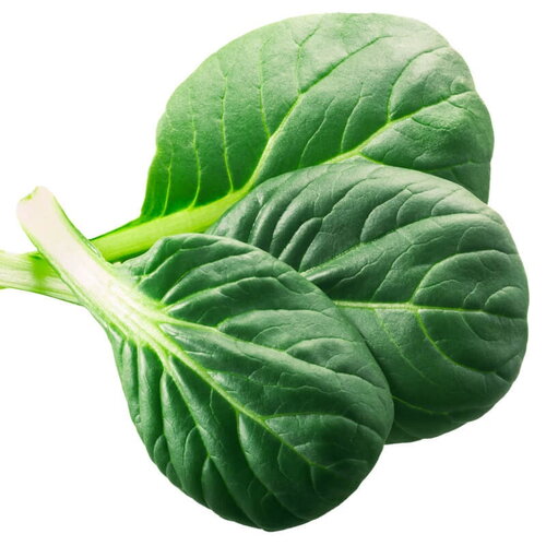50 graines de chou tatsoi, brassica rapa
