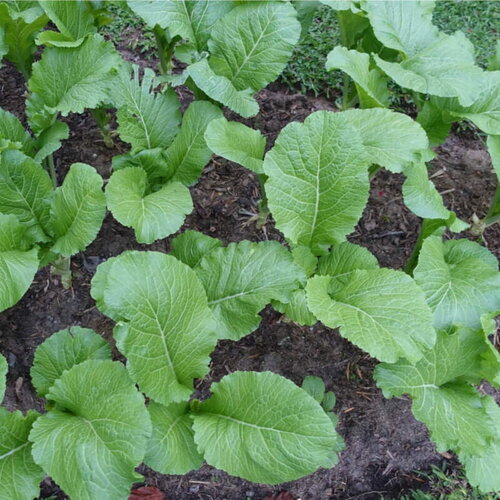 50 graines de chou chinois granaat, brassica chinensis