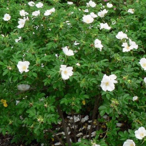 5 graines rosier rugosa, rosa rugosa alba, rosier du japon, rosier rugueux