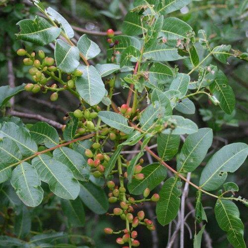 20 graines de pistachier térébinthe, térébinthe, pistacia terebinthus