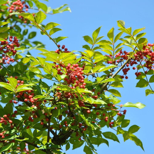 3 graines zanthoxylum schinifolium, poivrier de sansho