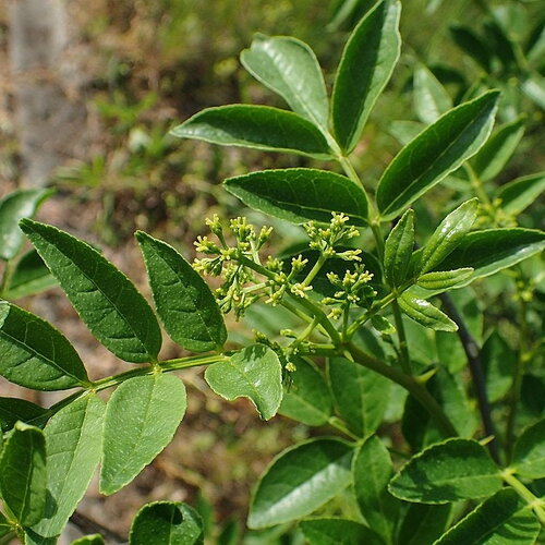 10 graines de poivrier de chine, poivrier de sichuan, zanthoxylum simulans