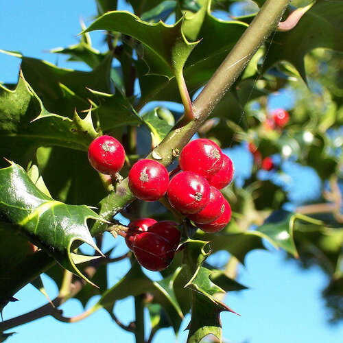 7 graines de ilex aquifolium, houx commun