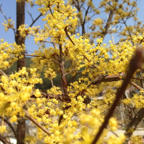 5 graines de cornouiller officinal, cornus officinalis, cornouiller du japon