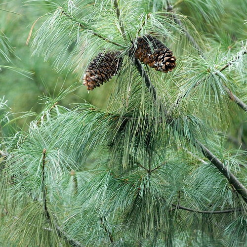 10 graines de pin d'armand, pinus armandii