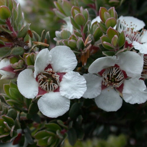 3 graines leptospermum lanigerum