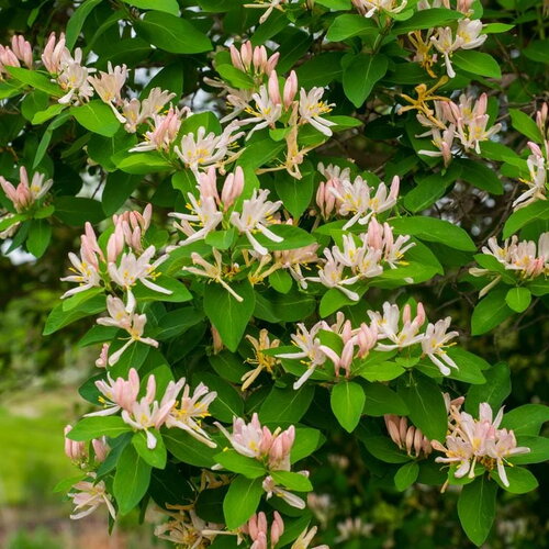 10 graines de chèvrefeuille d'hiver, lonicera fragrantissima
