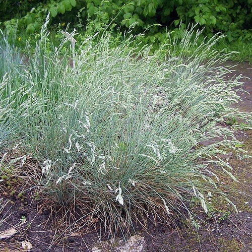 50 graines de festuca cinerea, fétuque bleue