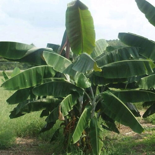 3 graines musa thomsonii, bananier
