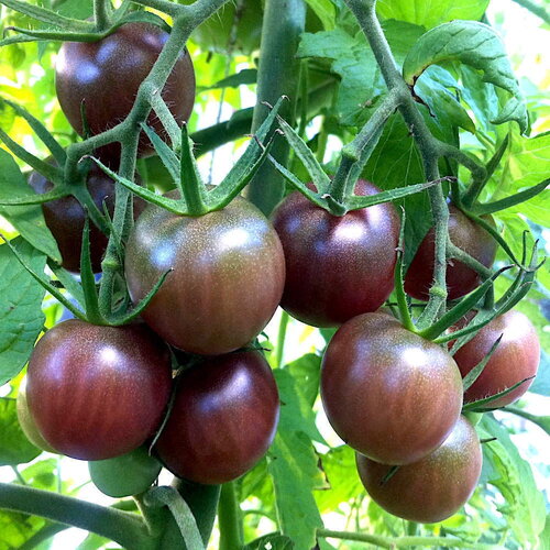25 graines de tomate black russian cherry