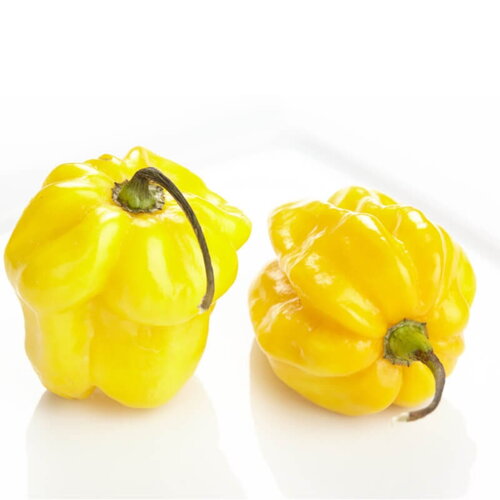 20 graines de piment habanero citron, capsicum chinense