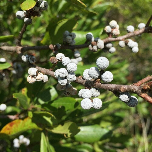 7 graines myrica pensylvanica, myrique de pennsylvannie, morella pensylvanica, bayberry