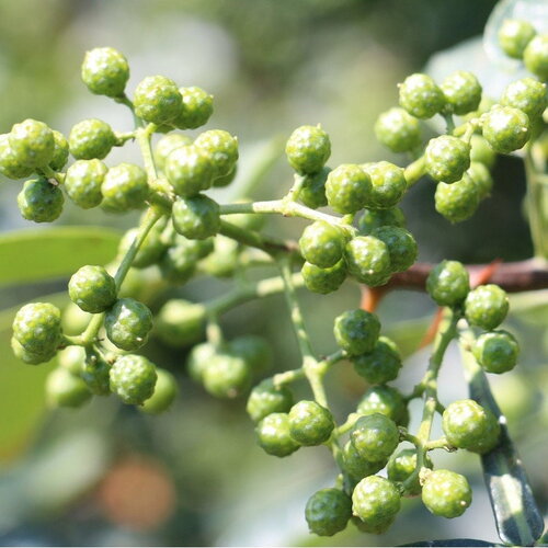 3 graines de poivre de sichuan, zanthoxylum piperitum