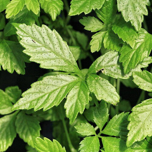 10 graines gynostemma pentaphyllum, herbe de l'immortalité, jiaogulan