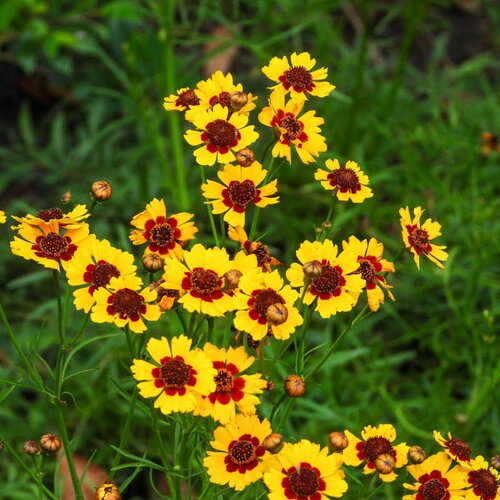 50 graines coreopsis tinctoria, coréopsis des teinturiers