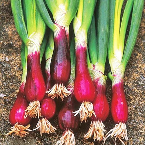 50 graines de ciboule rouge vivace allium fistulosum