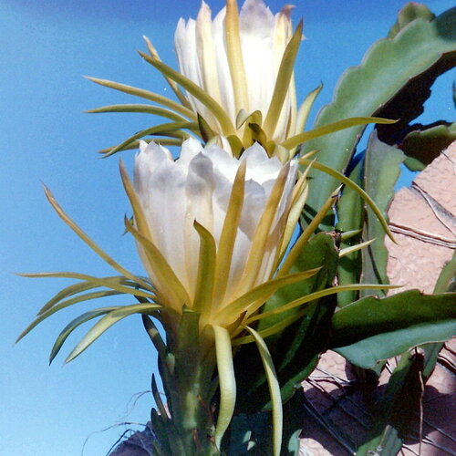 10 graines hylocereus undatus, pitaya, pitahaya, fruit du dragon