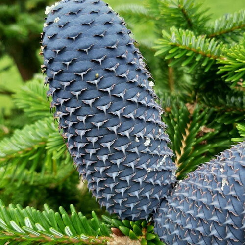 10 graines de sapin de faber, abies fabri