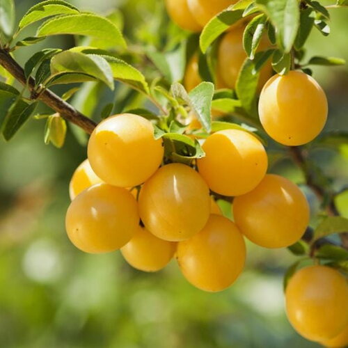 3 graines prunus cerasifera, prunier cerise &quot;cadeau de st petersbourg&quot; bio