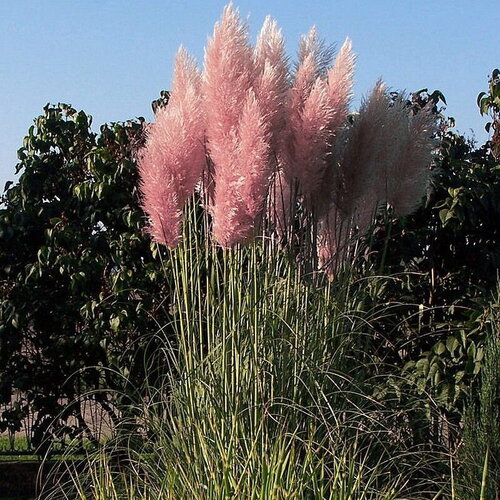 10 graines cortaderia selloana pink, herbe de la pampa, herbe des pampas, roseau à plumes