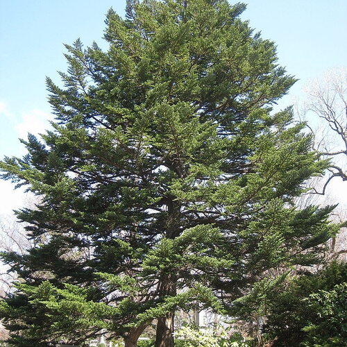 7 graines de sapin de nikko, abies homolepis