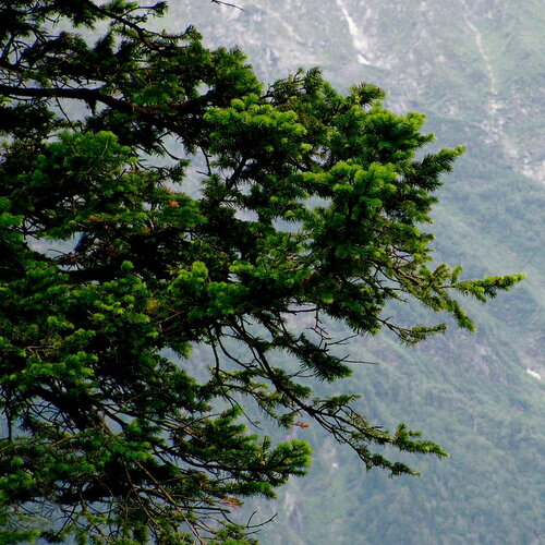 7 graines abies pindrow, sapin pindrow, sapin de l' himalaya occidental