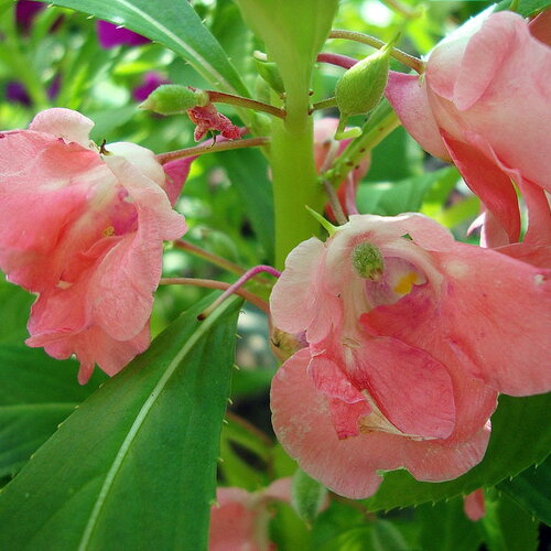 3 graines de balsamine des jardins, impatiens balsamina