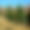 3 graines de pin des alpes, pinus cembra, arolle, pin cembro