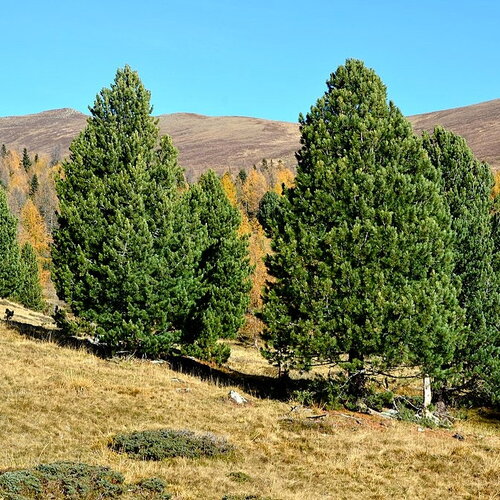 3 graines de pin des alpes, pinus cembra, arolle, pin cembro