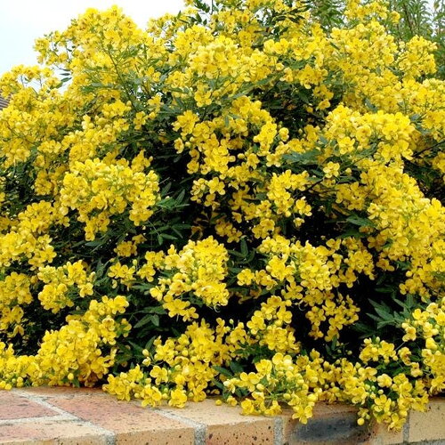 10 graines de senna corymbosa, cassia corymbosa, séné, cassier