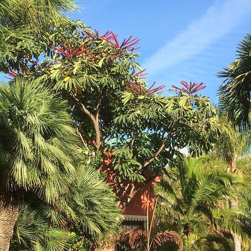 5 graines schefflera actinophylla, arbre ombrelle, arbre pieuvre