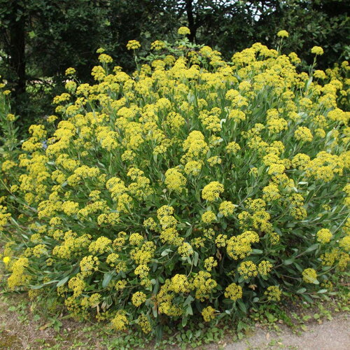 3 graines bupleurum fruticosum, buplèvre ligneux, buplèvre en arbre