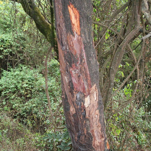 3 graines de prunus africana, prunier d'afrique