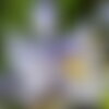 3 graines iris missouriensis, iris du missouri