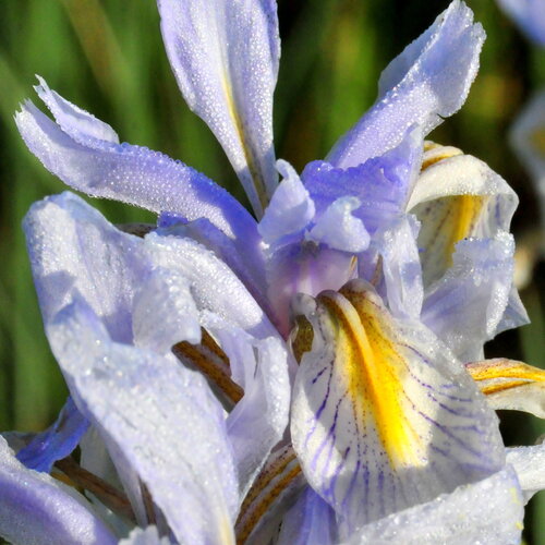 3 graines iris missouriensis, iris du missouri