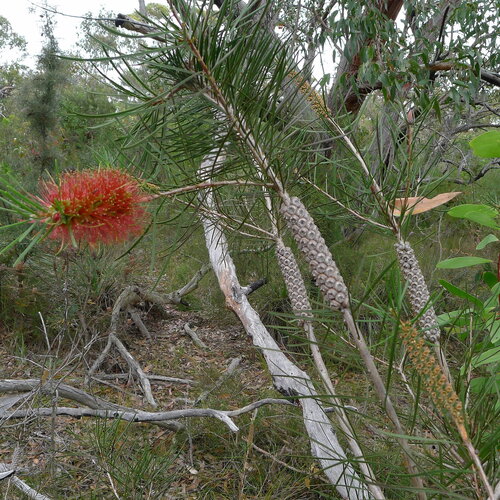 3 graines de melaleuca linearis