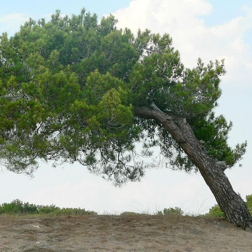 5 graines de pin de calabre, pinus brutia