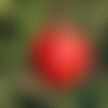 10 graines de pommier commun, malus domestica, pommier domestique