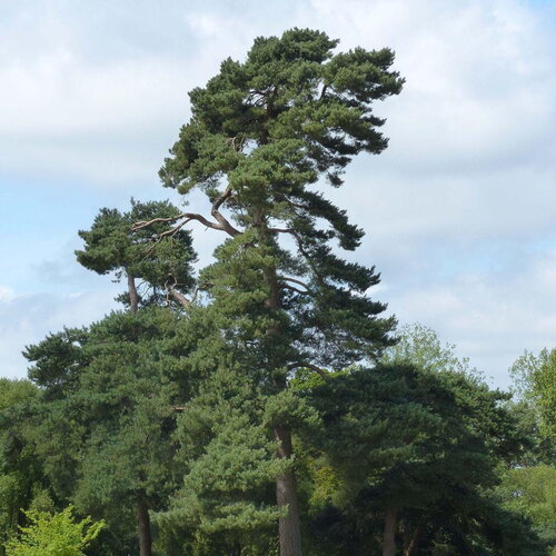 50 graines de pin sylvestre, pinus sylvestris