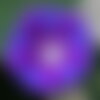 3 graines de ipomée pourpre, ipomoea purpurea